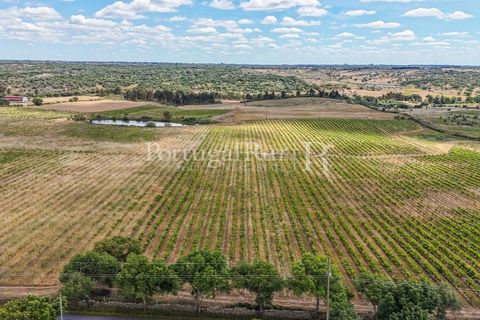 Farm i Nisa, Portalegre, Nisa - € 750.000 | Ref: FG1177 - foto 43