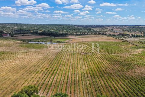 Farm i Nisa, Portalegre, Nisa - € 750.000 | Ref: FG1177 - foto 44