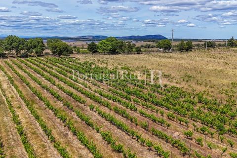 Farm i Nisa, Portalegre, Nisa - € 750.000 | Ref: FG1177 - foto 45