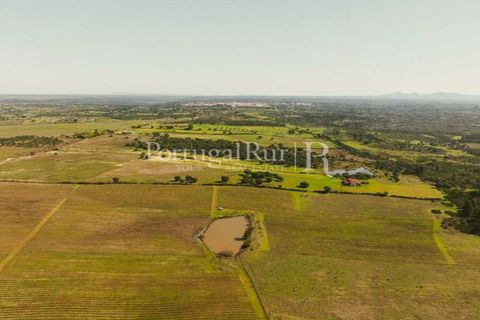 Farm i Nisa, Portalegre, Nisa - € 750.000 | Ref: FG1177 - foto 5