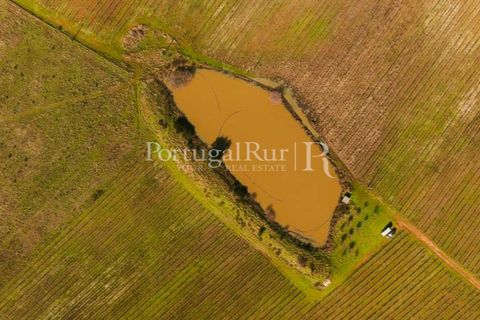 Farm i Nisa, Portalegre, Nisa - € 750.000 | Ref: FG1177 - foto 6