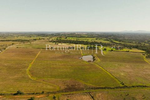 Farm i Nisa, Portalegre, Nisa - € 750.000 | Ref: FG1177 - foto 9