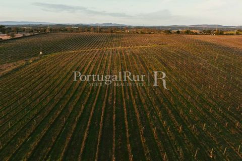 Farm i Nisa, Portalegre, Nisa - € 750.000 | Ref: FG1177 - foto 48