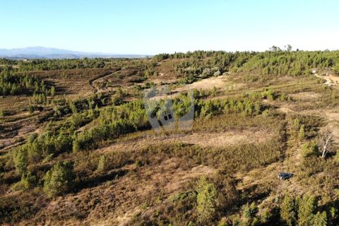 Helårsgrund i Castelo Branco, Castelo Branco, Castelo Branco - € 44.000 | Ref: H790 - foto 6