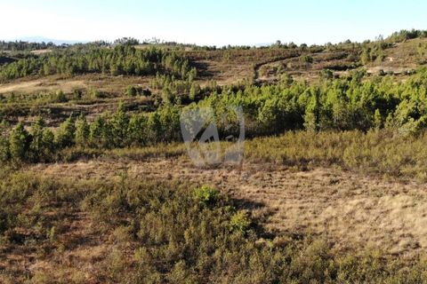 Helårsgrund i Castelo Branco, Castelo Branco, Castelo Branco - € 44.000 | Ref: H790 - foto 12