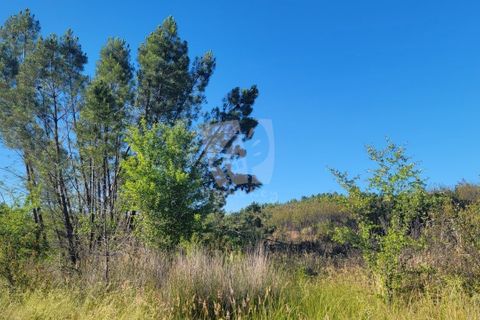 Helårsgrund i Castelo Branco, Castelo Branco, Castelo Branco - € 44.000 | Ref: H790 - foto 22