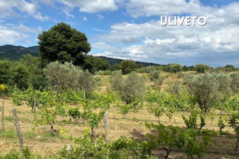Villa i Roccatederighi, Grosseto, Roccatederighi - € 198.000 | Ref: 41741006-40-1370484 - foto 22