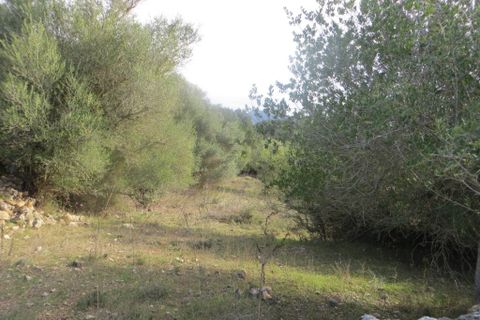 Helårsgrund i Arta, Mallorca, Arta - € 110.000 | Ref: 40703B - foto 6