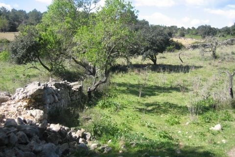 Helårsgrund i Arta, Mallorca, Arta - € 110.000 | Ref: 40703B - foto 7
