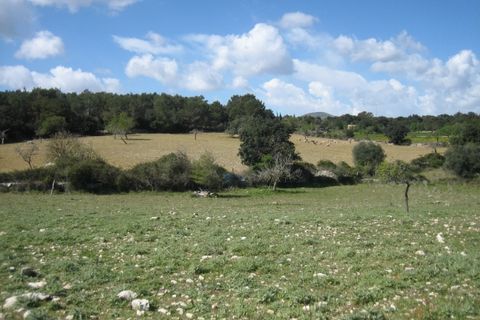 Helårsgrund i Arta, Mallorca, Arta - € 110.000 | Ref: 40703B - foto 8