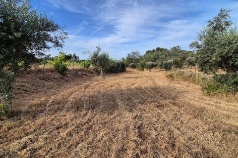 Helårsgrund i Escalos de Cima e Lousa, Castelo Branco, Escalos de Cima e Lousa - € 60.000 | Ref: C0434-01315 - foto 10
