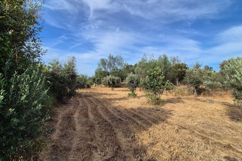 Helårsgrund i Escalos de Cima e Lousa, Castelo Branco, Escalos de Cima e Lousa - € 60.000 | Ref: C0434-01315 - foto 15