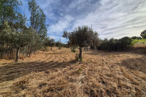 Helårsgrund i Escalos de Cima e Lousa, Castelo Branco, Escalos de Cima e Lousa - € 60.000 | Ref: C0434-01315 - foto 19