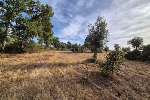 Helårsgrund i Escalos de Cima e Lousa, Castelo Branco, Escalos de Cima e Lousa - € 60.000 | Ref: C0434-01315 - foto 29