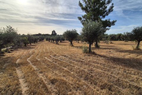 Helårsgrund i Escalos de Cima e Lousa, Castelo Branco, Escalos de Cima e Lousa - € 60.000 | Ref: C0434-01315 - foto 38