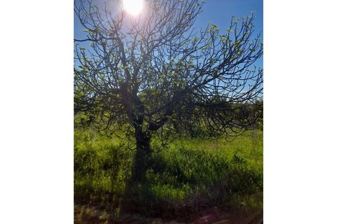 Helårsgrund i Olaia e Paco, Santarem, Olaia e Paco - € 35.000 | Ref: 1780-02921 - foto 2
