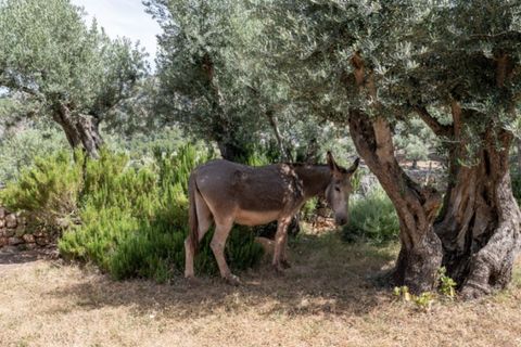 Herregård i Soller, Mallorca, Soller - € 870 000 | Ref: 6879 - foto 2