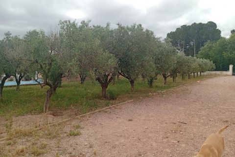 Erhvervsejendom i Salinas, Alicante, Salinas - € 400.000 | Ref: P5513 - foto 13