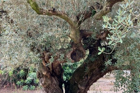 Landejendom i El Perello, Tarragona, El Perello - € 35.000 | Ref: Finca Bonita Ol - foto 9
