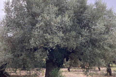 Landejendom i El Perello, Tarragona, El Perello - € 35.000 | Ref: Finca Bonita Ol - foto 8
