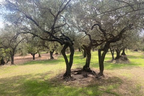 Landejendom i El Perello, Tarragona, El Perello - € 24.000 | Ref: Finca Pili Roqu - foto 6