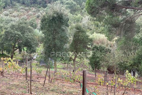 Farm hus i Abrantes, Santarem, Abrantes - € 60.000 | Ref: 056876 - foto 6