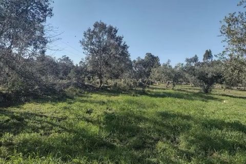 Helårsgrund i Ourem, Santarem, Ourem - € 90.000 | Ref: C0379-01047 - foto 2