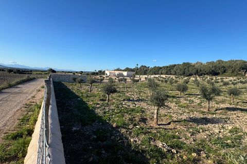 Landejendom i Manacor, Mallorca, Manacor - € 2.290.000 | Ref: 5538027 - LF1041 - foto 34