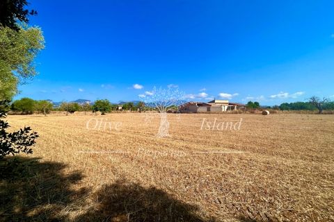 Terra a Binissalem, Mallorca, Binissalem - € 880.000 | Ref: INC582 - foto 4