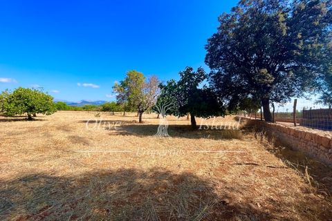 Terra a Binissalem, Mallorca, Binissalem - € 880.000 | Ref: INC582 - foto 6