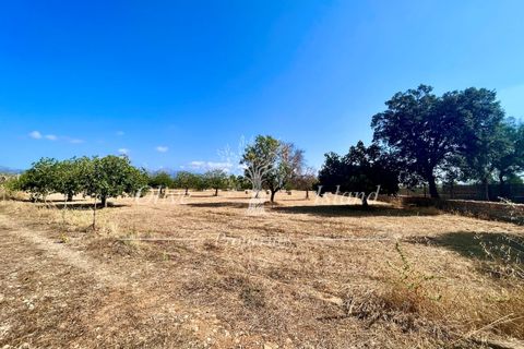 Terra a Binissalem, Mallorca, Binissalem - € 880.000 | Ref: INC582 - foto 7