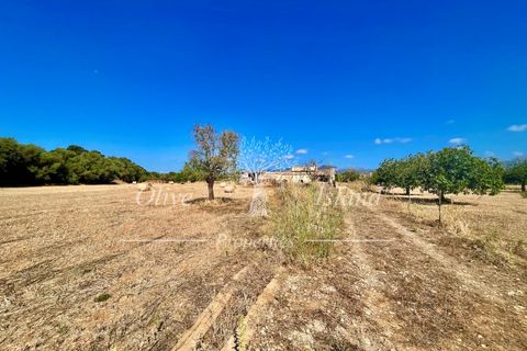 Terra a Binissalem, Mallorca, Binissalem - € 880.000 | Ref: INC582 - foto 8