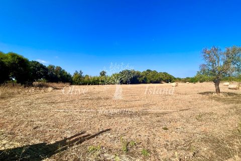 Terra a Binissalem, Mallorca, Binissalem - € 880.000 | Ref: INC582 - foto 9