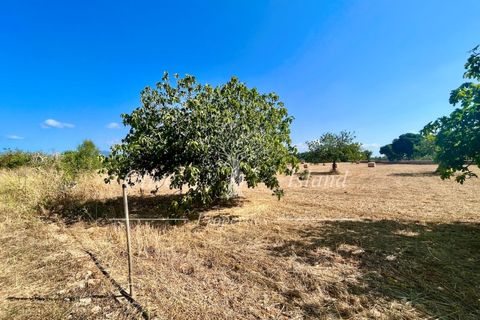 Terra a Binissalem, Mallorca, Binissalem - € 880.000 | Ref: INC582 - foto 11