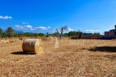 Terra a Binissalem, Mallorca, Binissalem - € 880.000 | Ref: INC582 - foto 15