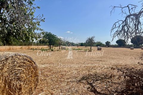 Terra a Binissalem, Mallorca, Binissalem - € 880.000 | Ref: INC582 - foto 16