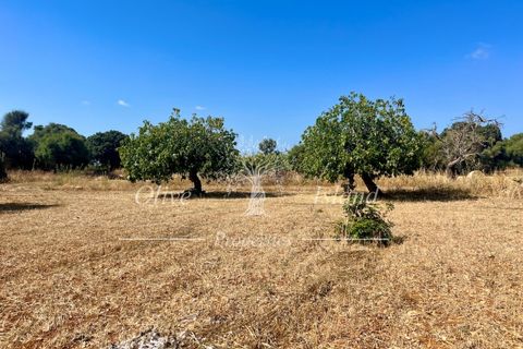 Terra a Binissalem, Mallorca, Binissalem - € 880.000 | Ref: INC582 - foto 18