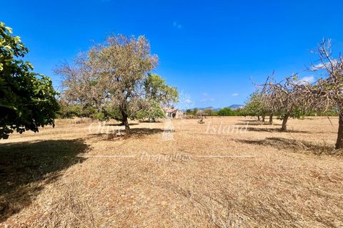 Terra a Binissalem, Mallorca, Binissalem - € 880.000 | Ref: INC582 - foto 20