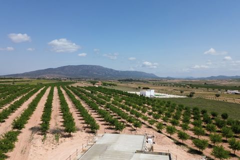 Villa i Pinoso, Alicante, Pinoso - € 379.000 | Ref: AMAM-PNDPAL - foto 13