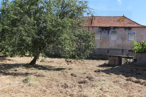 Farm i Tabua, Coimbra, Tabua - € 99.000 | Ref: FIN_1035 - foto 5