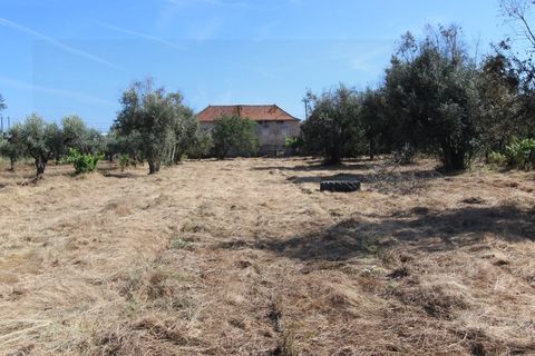 Farm i Tabua, Coimbra, Tabua - € 99.000 | Ref: FIN_1035 - foto 23