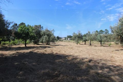 Farm i Tabua, Coimbra, Tabua - € 99.000 | Ref: FIN_1035 - foto 27