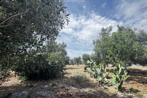 Terra a Carovigno, Brindisi, Carovigno - € 75.000 | Ref: tr6 - foto 7