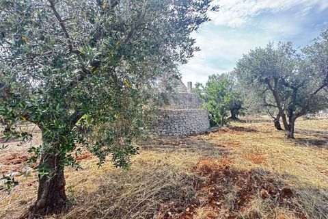 Terra a Carovigno, Brindisi, Carovigno - € 75.000 | Ref: tr6 - foto 14