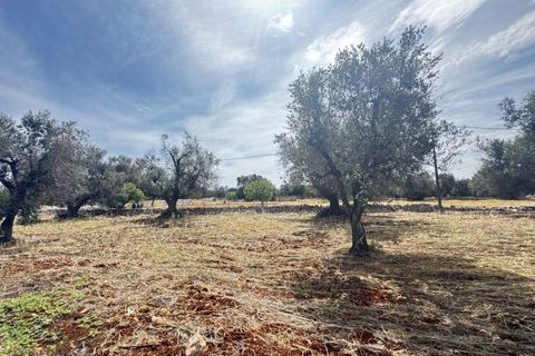 Terra a Carovigno, Brindisi, Carovigno - € 75.000 | Ref: tr6 - foto 25