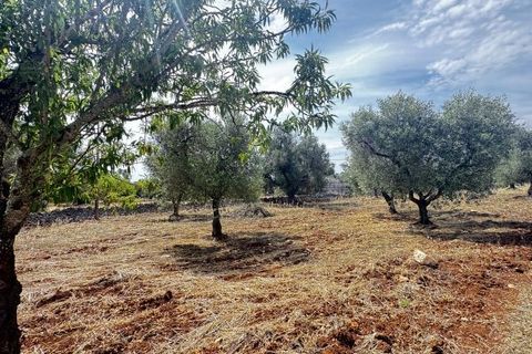 Terra a Carovigno, Brindisi, Carovigno - € 75.000 | Ref: tr6 - foto 3