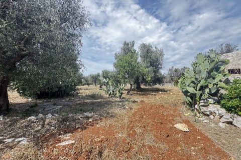 Terra a Carovigno, Brindisi, Carovigno - € 75.000 | Ref: tr6 - foto 5