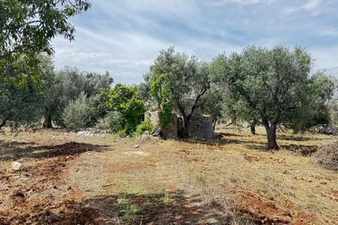 Terra a Carovigno, Brindisi, Carovigno - € 75.000 | Ref: tr6 - foto 2