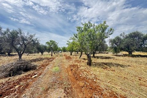 Terra a Carovigno, Brindisi, Carovigno - € 75.000 | Ref: tr6 - foto 23