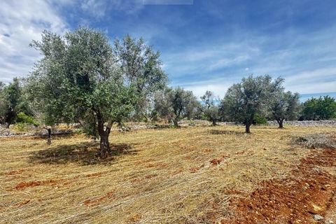 Terra a Carovigno, Brindisi, Carovigno - € 75.000 | Ref: tr6 - foto 24